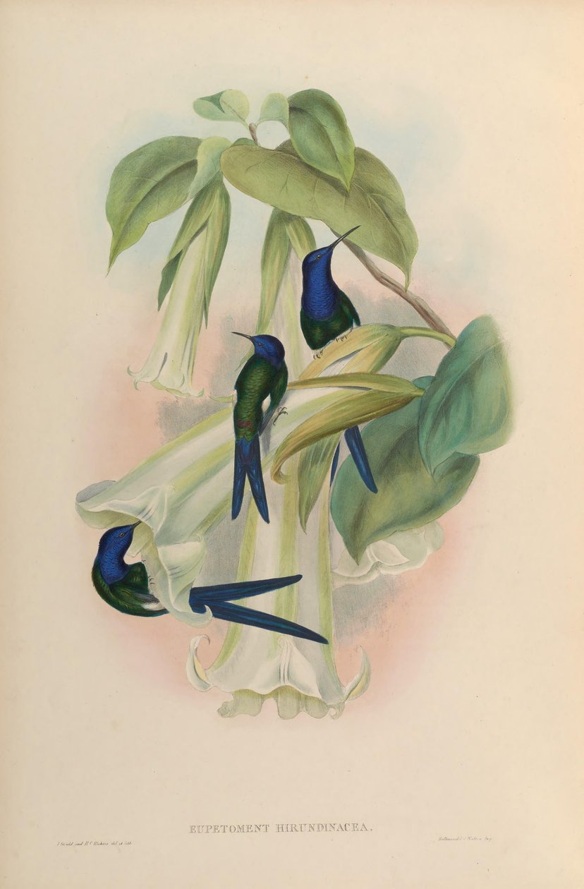 Eupetomena hirundinacea = Eupetomena macroura macroura by John Gould