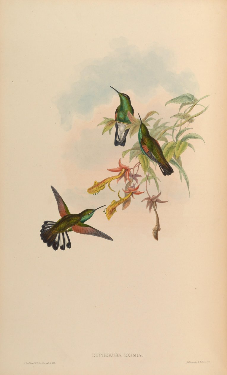 Eupherusa by John Gould