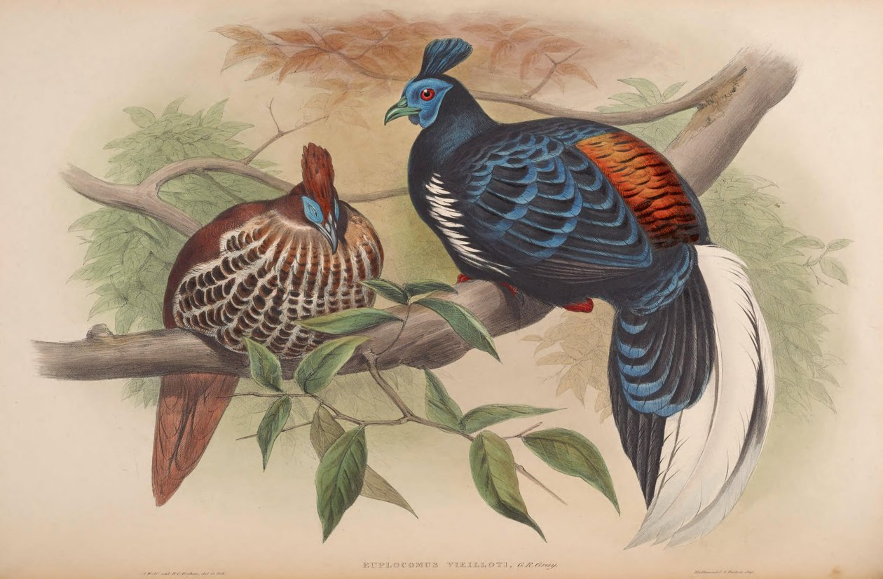 Euplocamus vieilloti = Lophura ignita rufa by John Gould