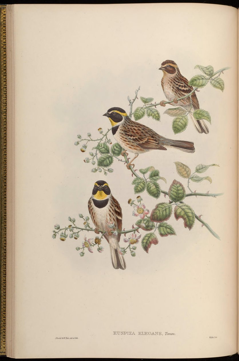 Euspiza elegans = Emberiza elegans by John Gould