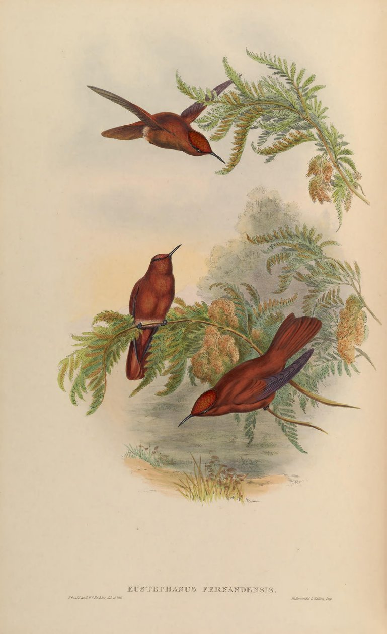 Eustephanus fernandensis = Sephanoides fernandensis by John Gould