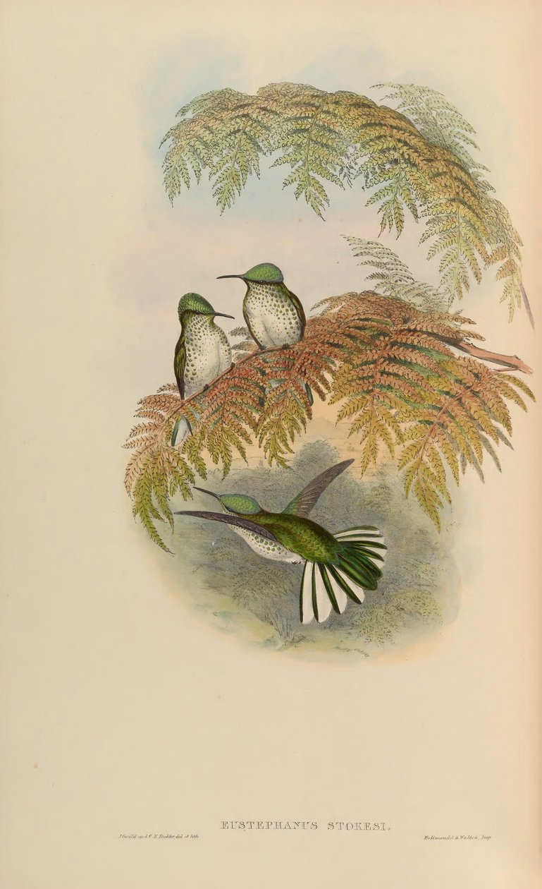 Eustephanus stokesi = Sephanoides sephaniodes by John Gould