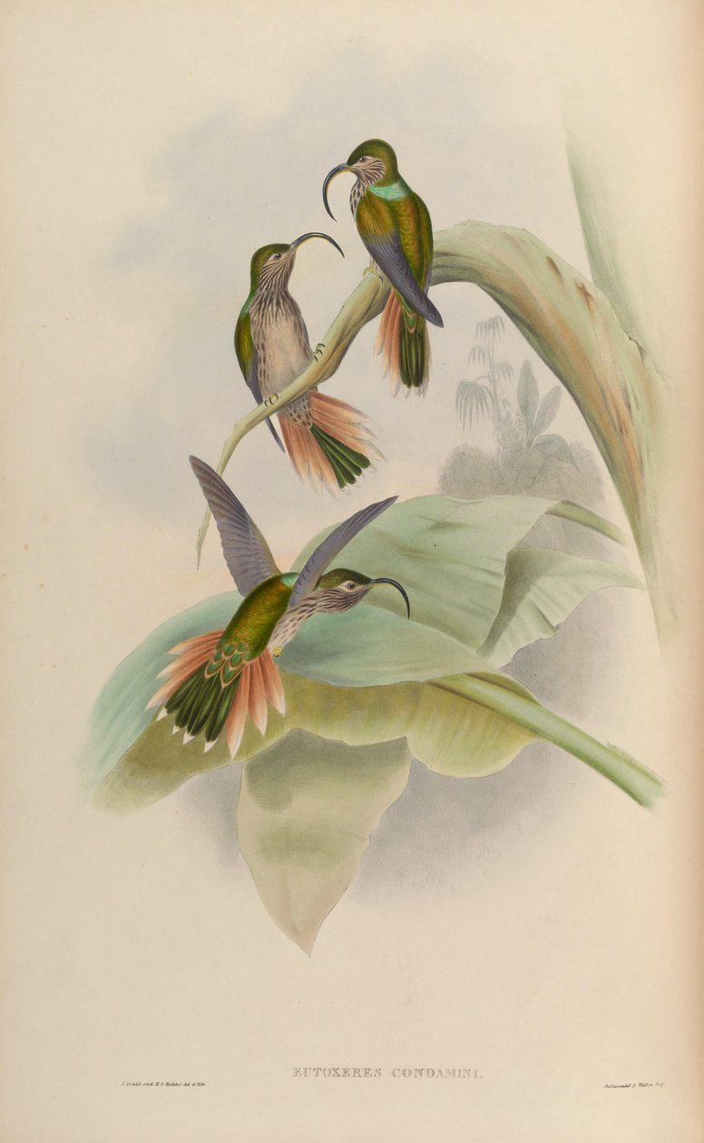 Eutogenes kınadı by John Gould