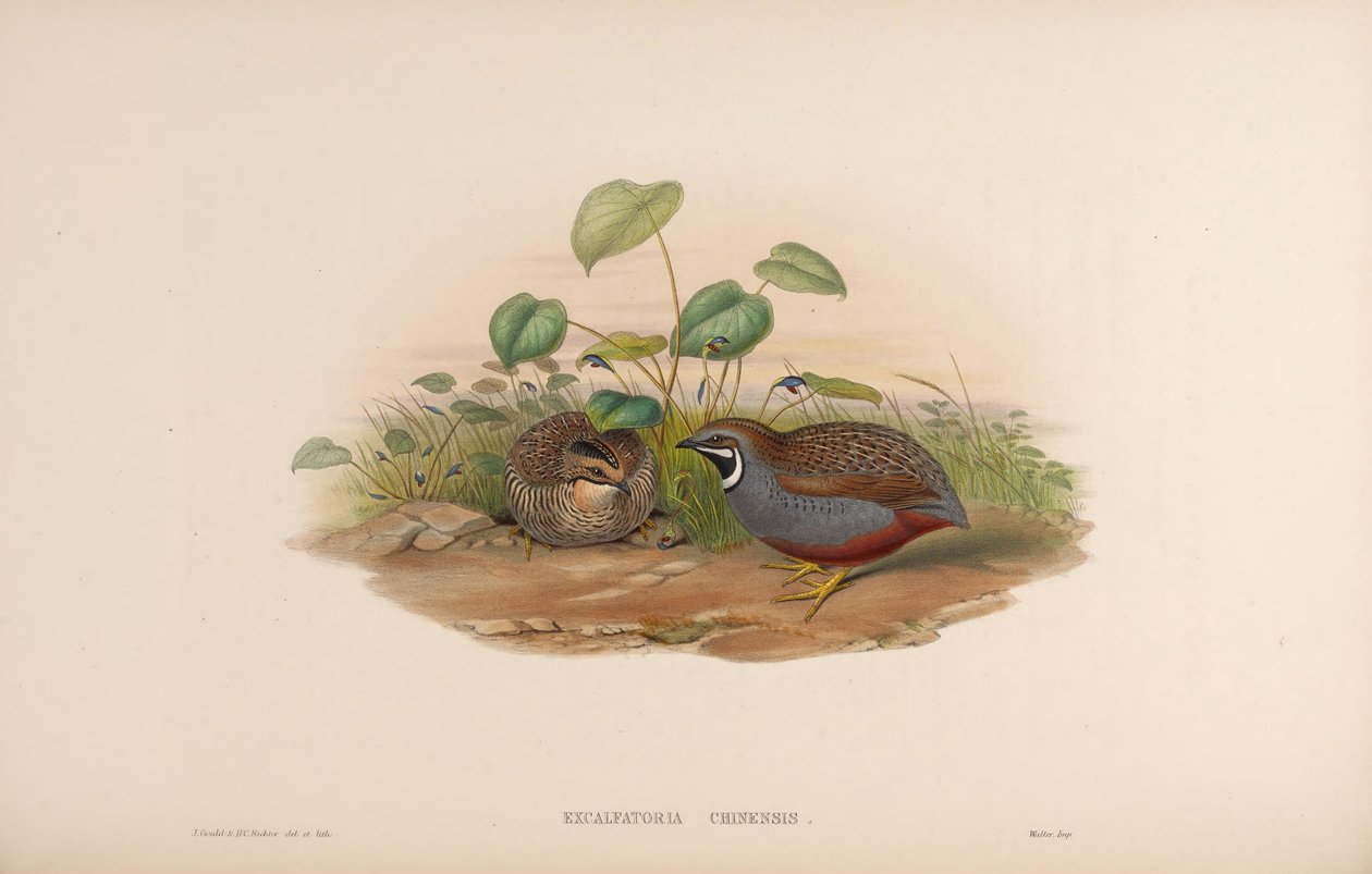 Ekskalfaktöria chinensis by John Gould