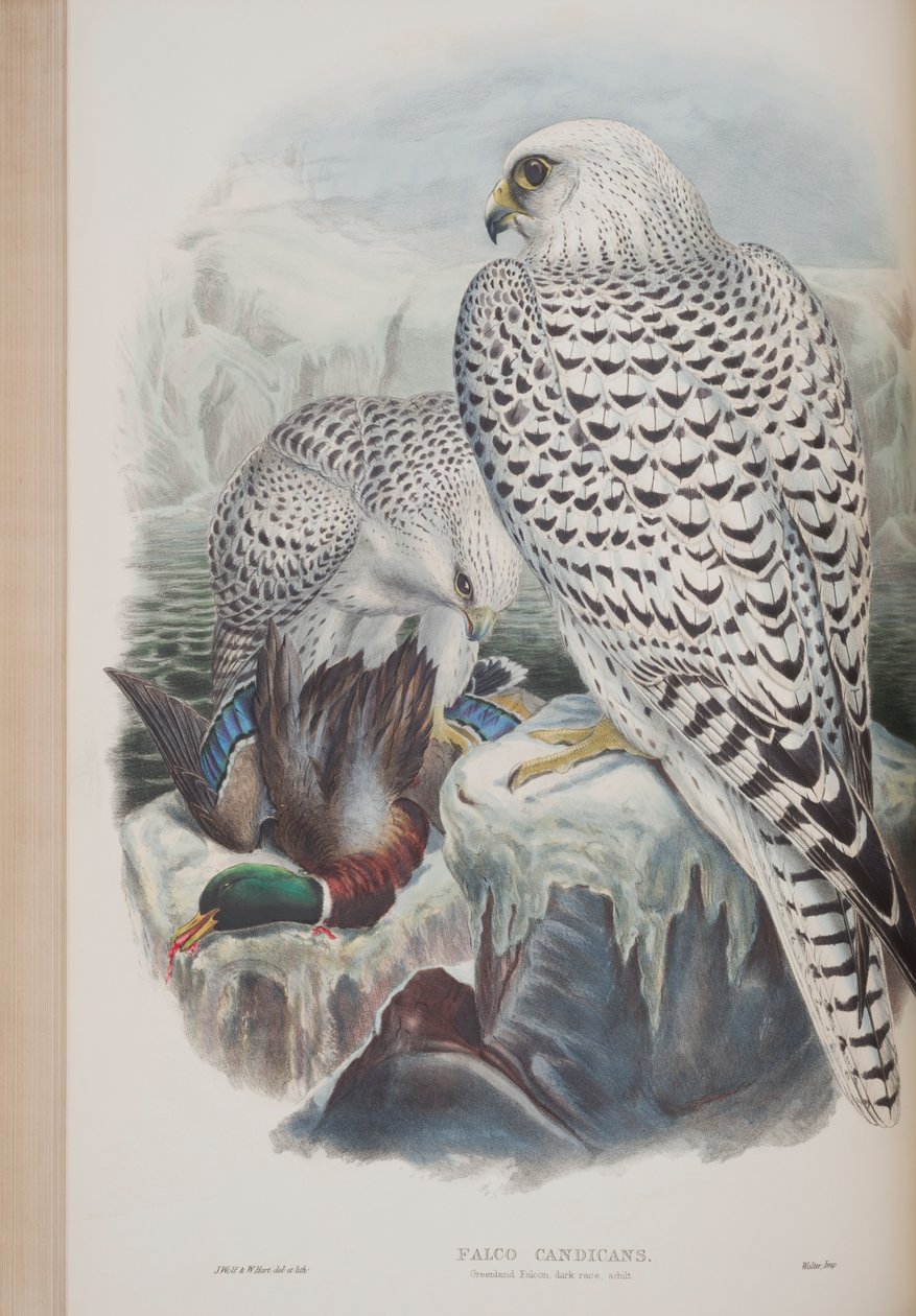 Falco Candicans, plate from The Birds of Great Britain by John Gould, published 1862-73 (hand-coloured litho) by John Gould