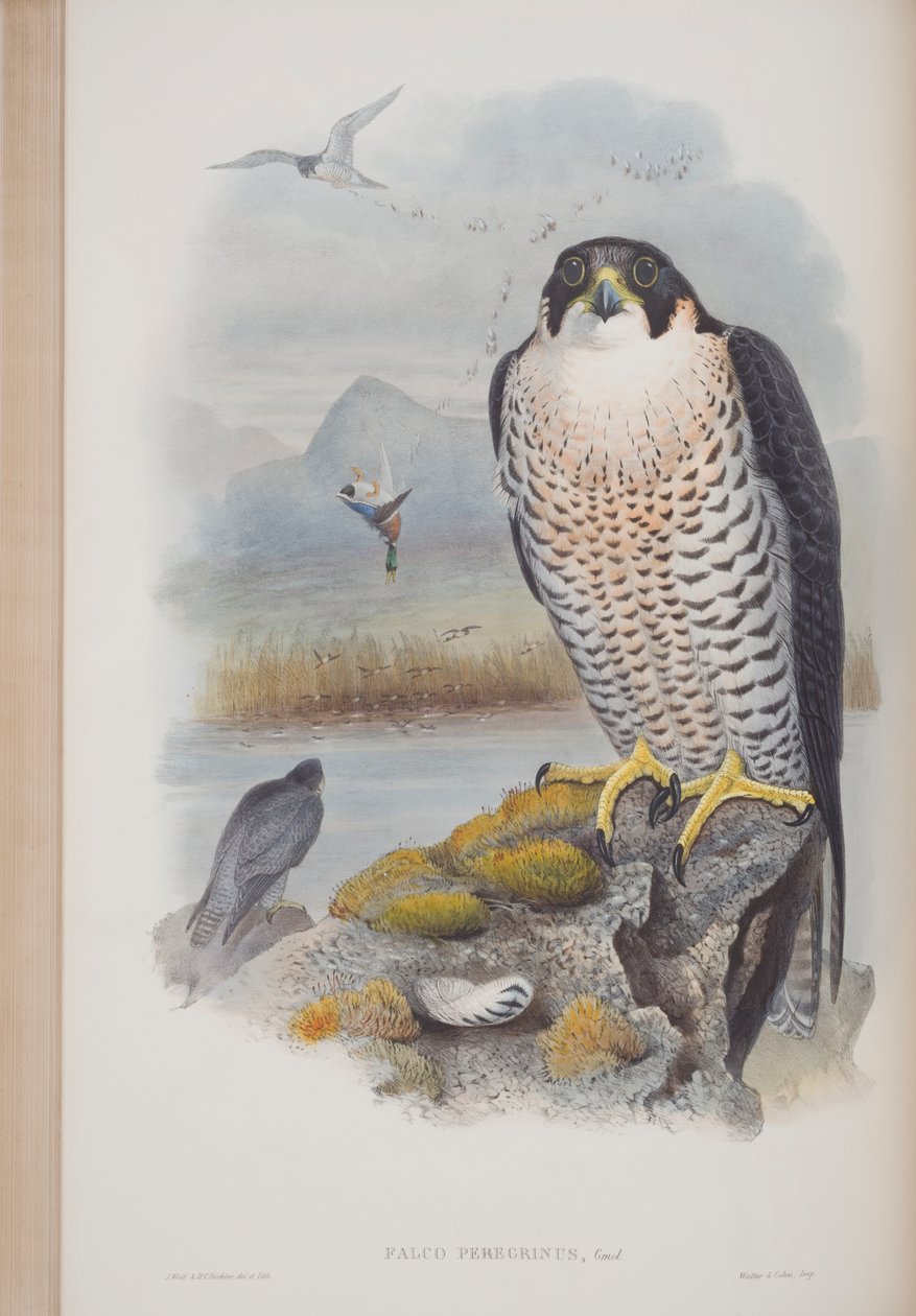 Falco Peregrinus, plate from The Birds of Great Britain by John Gould, published 1862-73 (hand-coloured litho) by John Gould