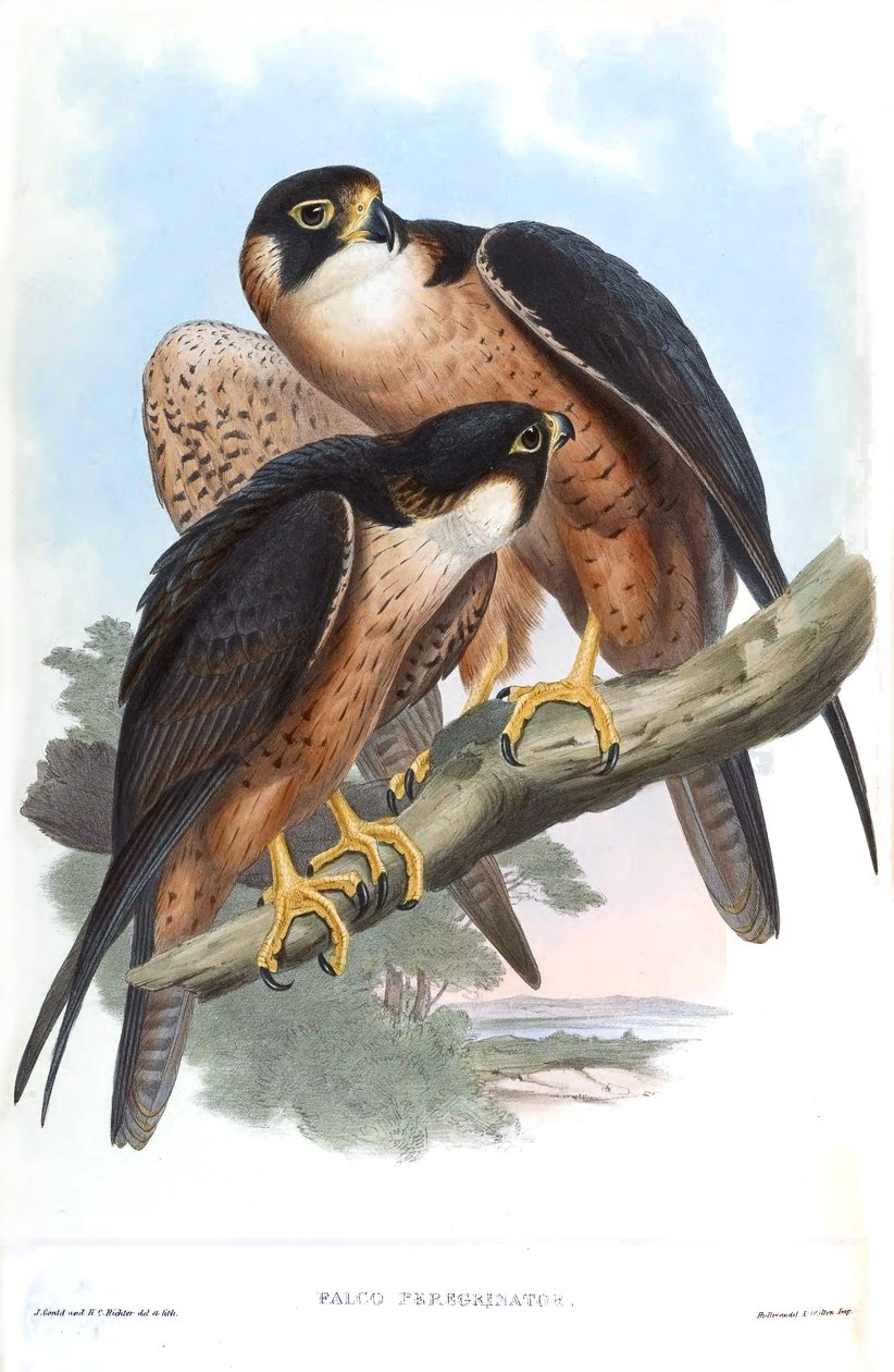 Falco peregrinator = Falco peregrinus peregrinator by John Gould