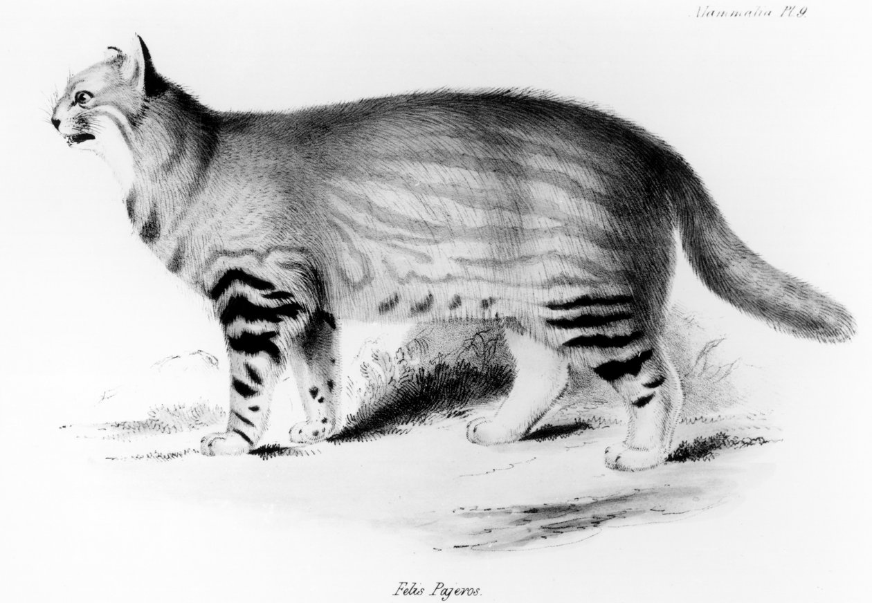 Felis Pajeros, Charles Darwin