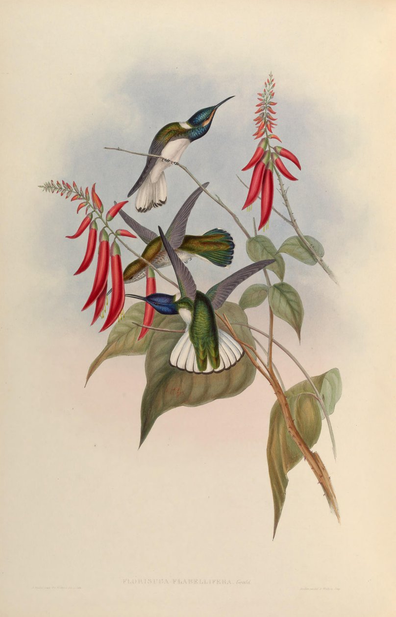 Florisuga flabellifera = Florisuga mellivora by John Gould