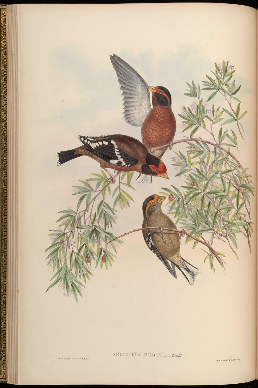 Fringilla burtoni = Callacanthis burtoni by John Gould