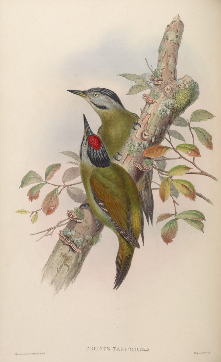 Gecinus tancolo = Pico gri tancolo by John Gould