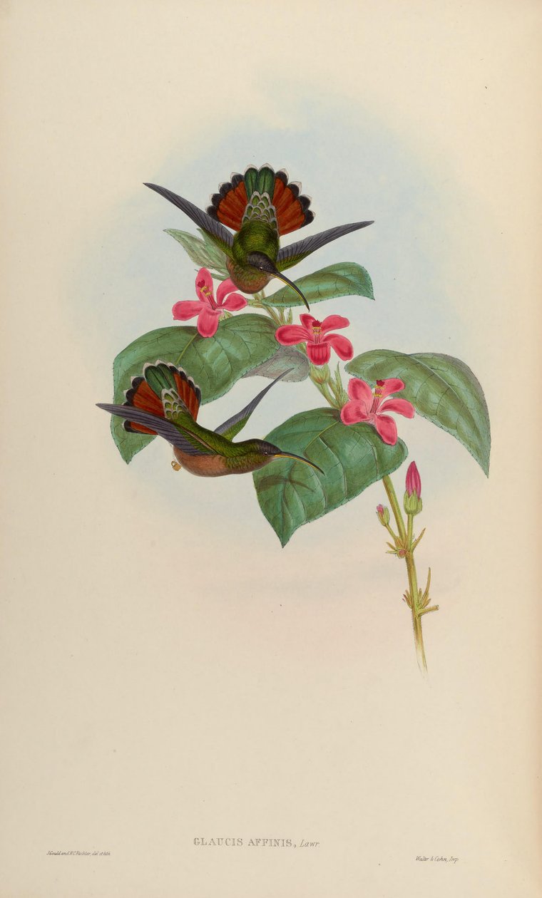 Glaucis affinis = Glaucis hirsutus hirsutus by John Gould