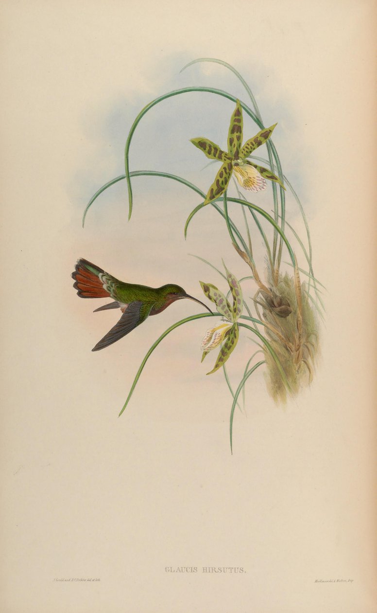Glaucis hirsutus by John Gould
