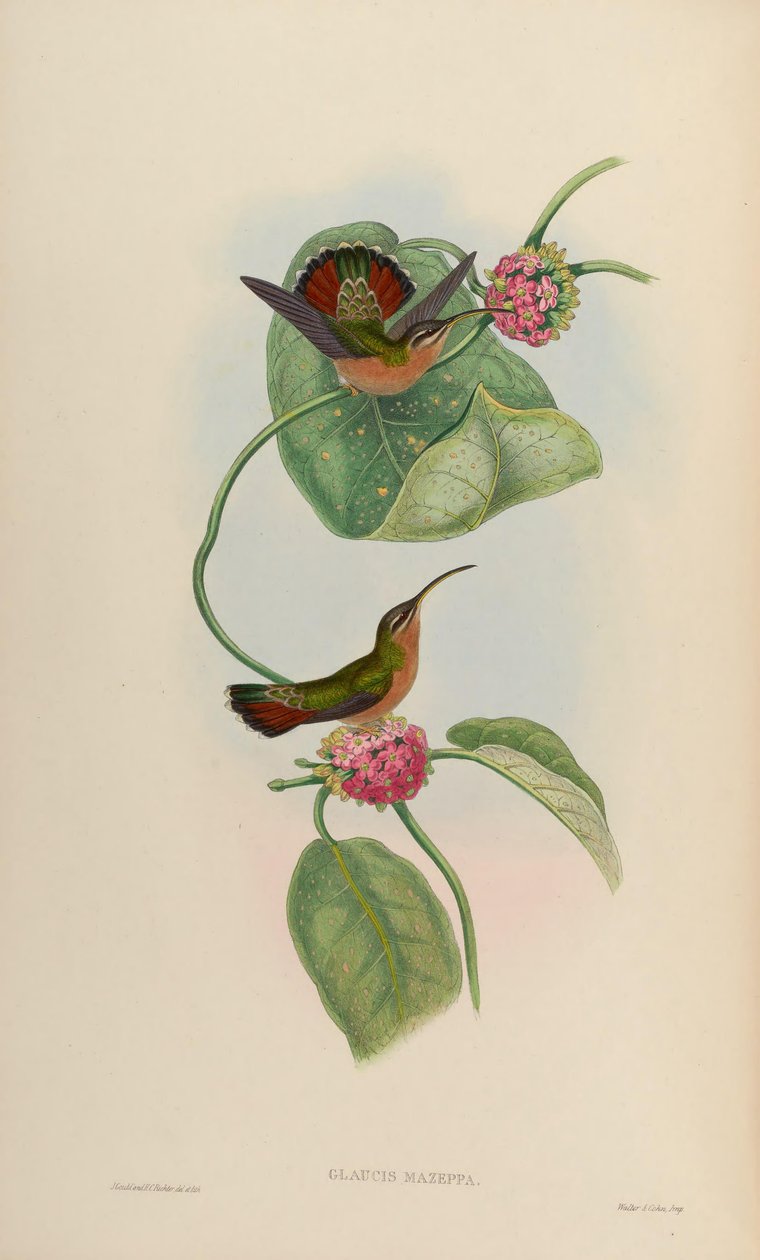 Glaucis mazeppa = Glaucis hirsutus hirsutus by John Gould