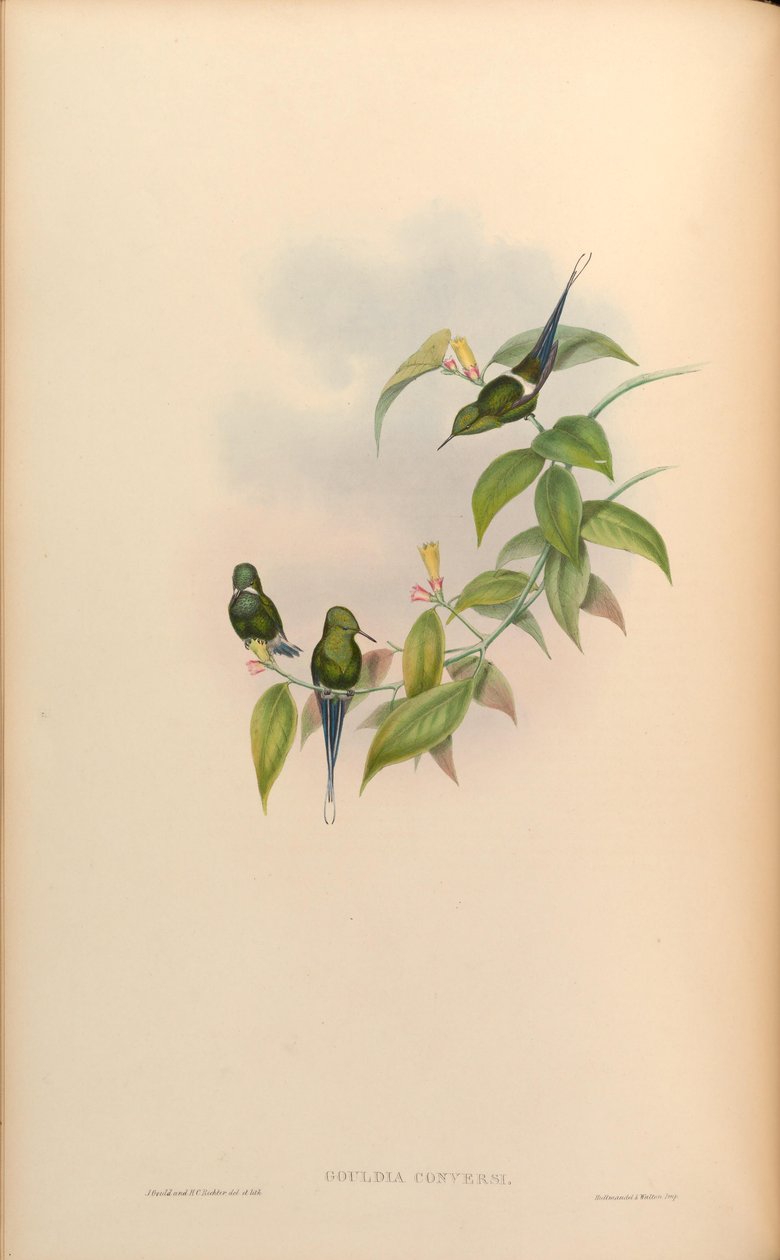 Gouldia conversi = Discosura conversii by John Gould