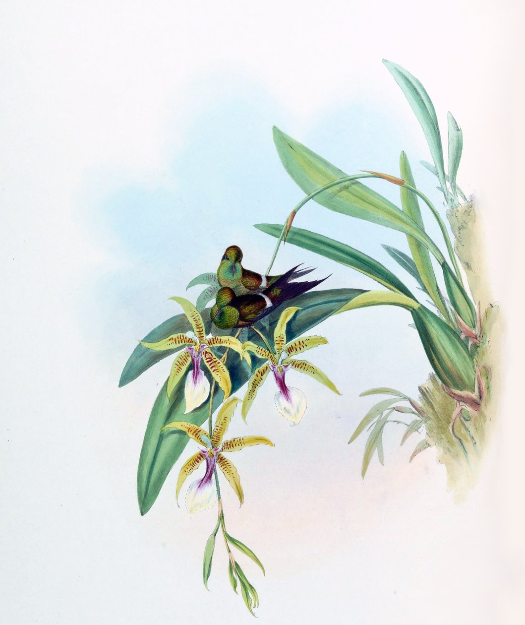 Gouldia sevinç = Oncidium ile sevinç discosura by John Gould