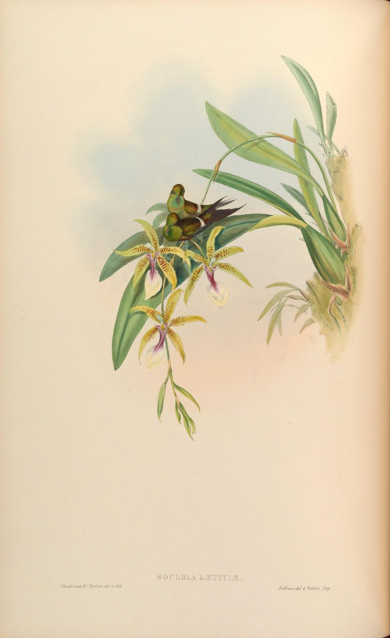 Gouldia sevinç = Oncidium ile sevinç discosura by John Gould