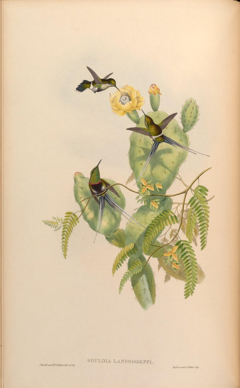 Gouldia langsdorffi = Diskosura langsdorffi langsdorffi by John Gould