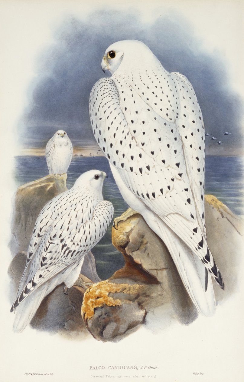 Grönland Şahini, 1862-1873 by John Gould