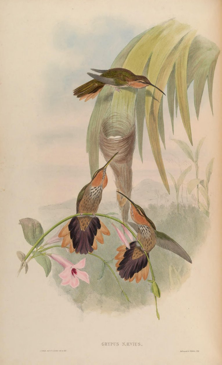 Grypus naevius = Ramphodon naevius by John Gould