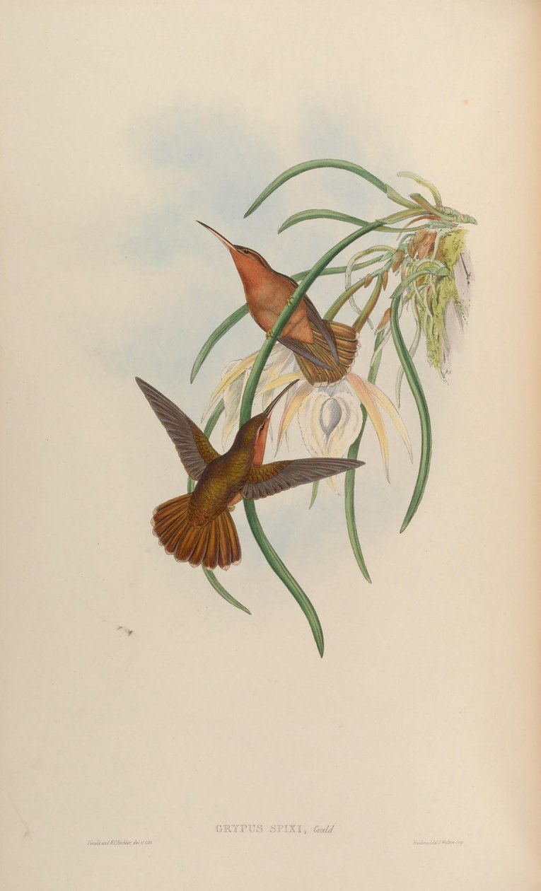 gripus spixi by John Gould