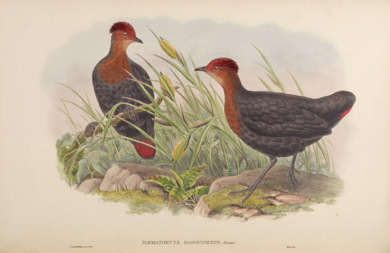 Haematortyx sanguiniceps by John Gould
