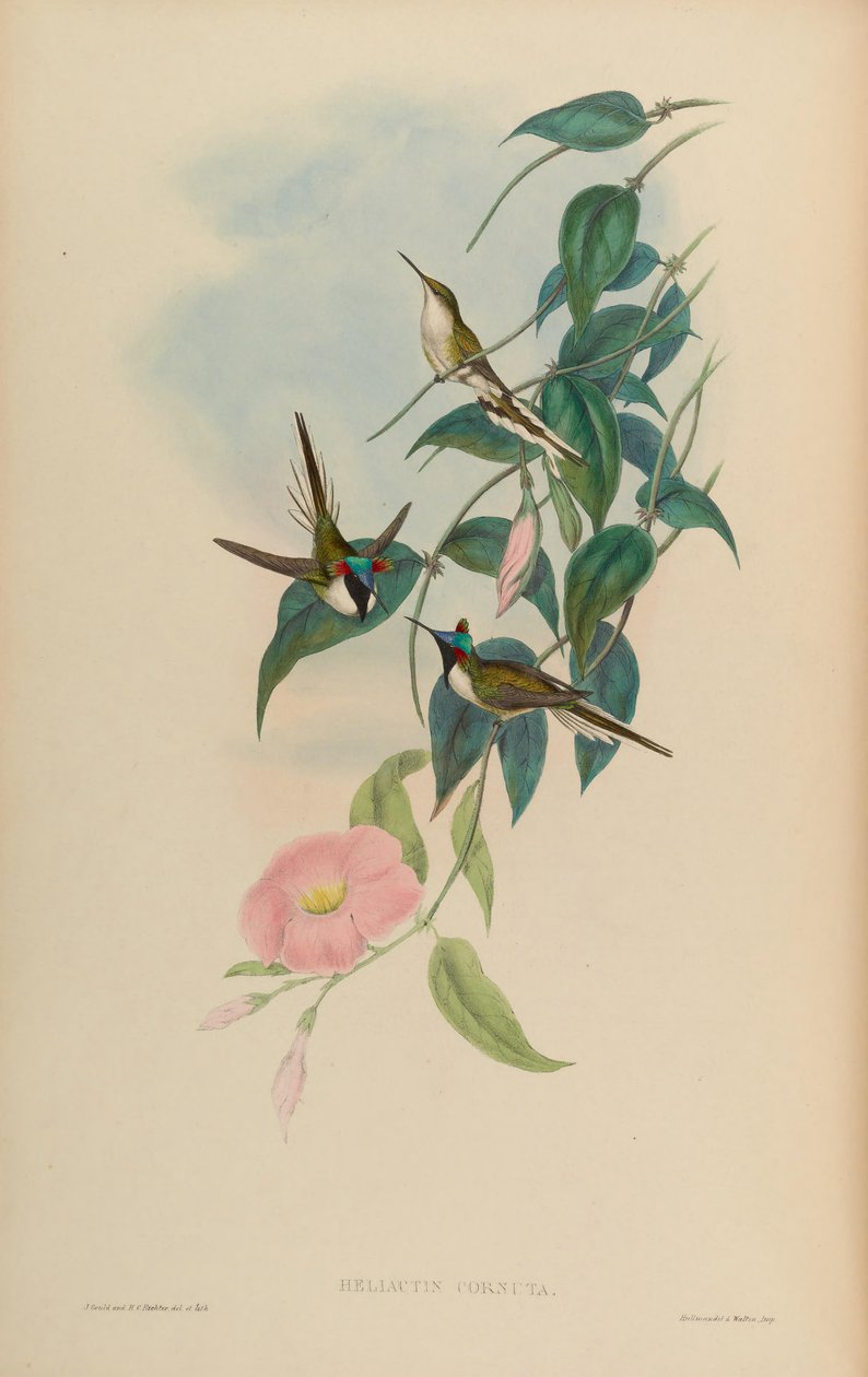 Heliactin cornuta = Heliactin bilophus by John Gould
