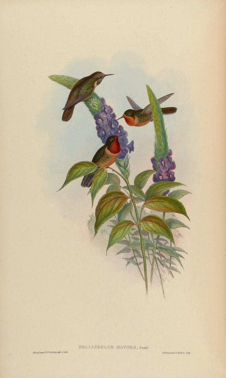 Helianthus mavorları by John Gould