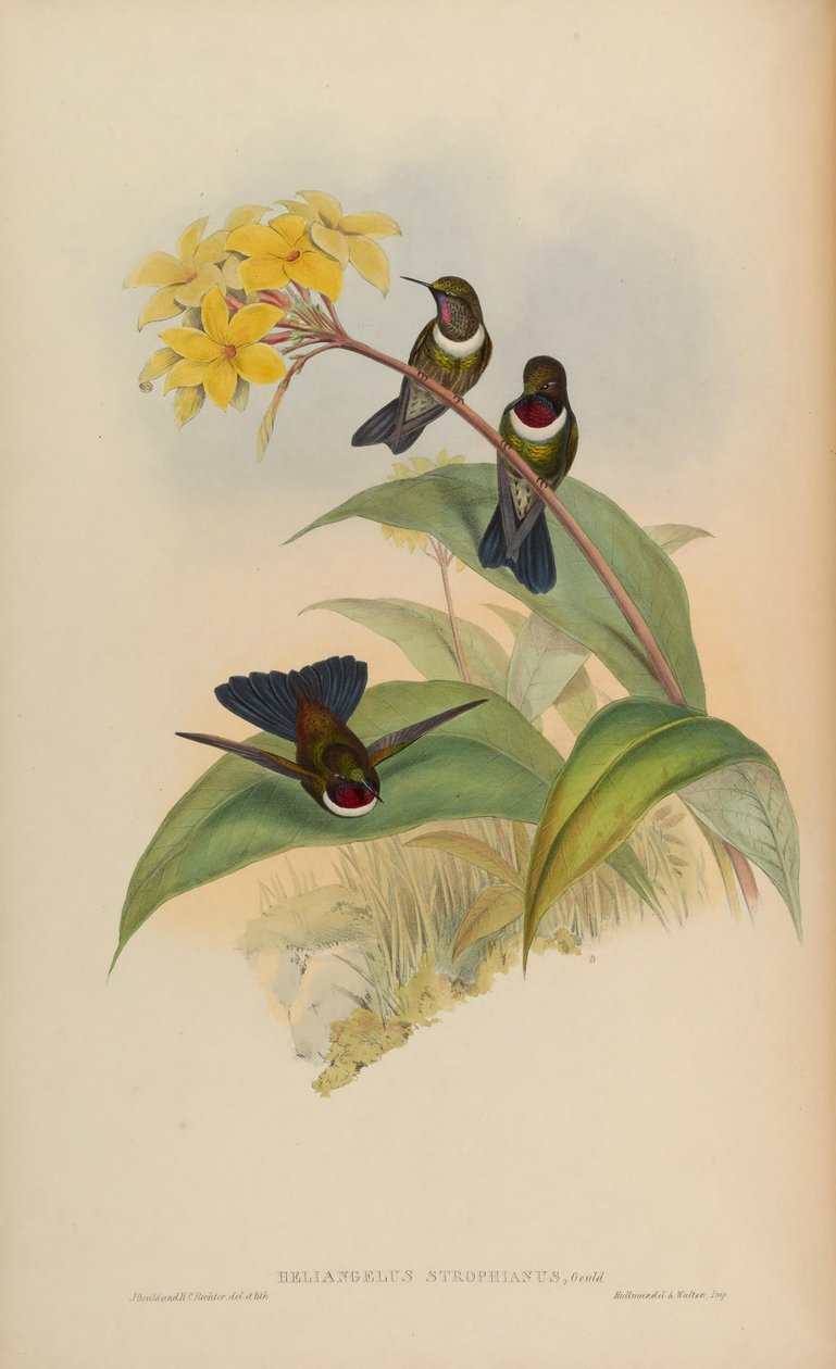 Heliangelus strophianus by John Gould