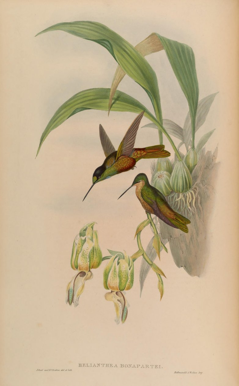 helianthea bonapartei by John Gould