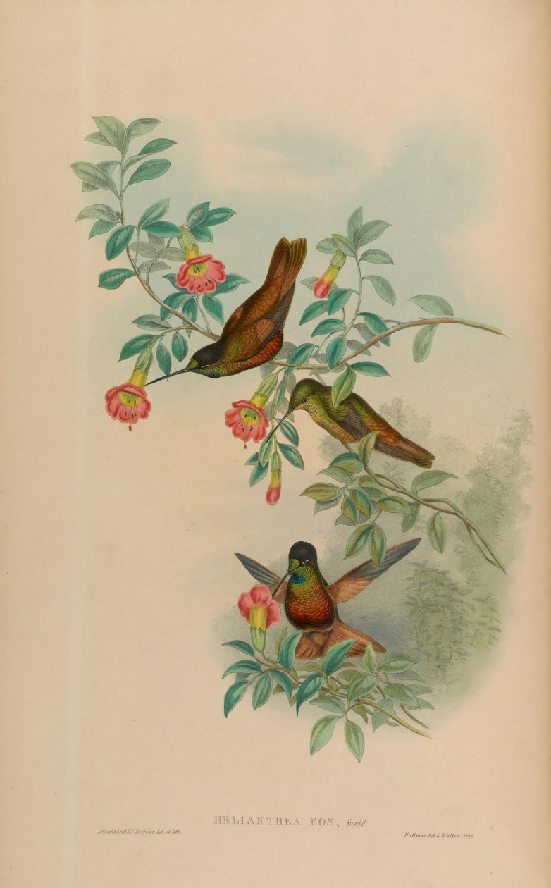 Helianthea eos = Coeligena bonapartei eos (IOC 3.2) by John Gould