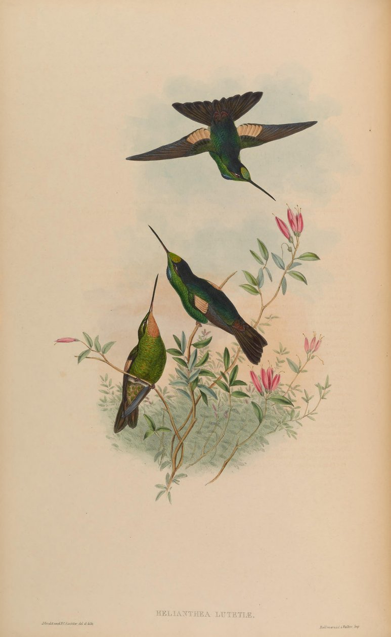 Helianthea lutetiae = Coelena lutetiae by John Gould