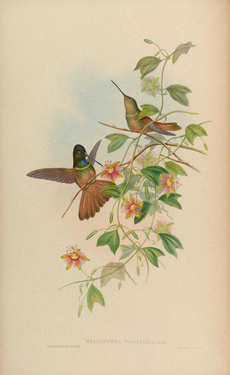 Helianthea violifera = Coeligena violifer by John Gould