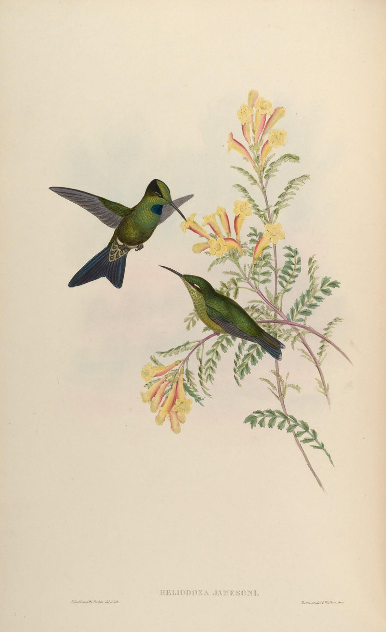 Heliodoxa jamesoni = Heliodox atıcılar by John Gould