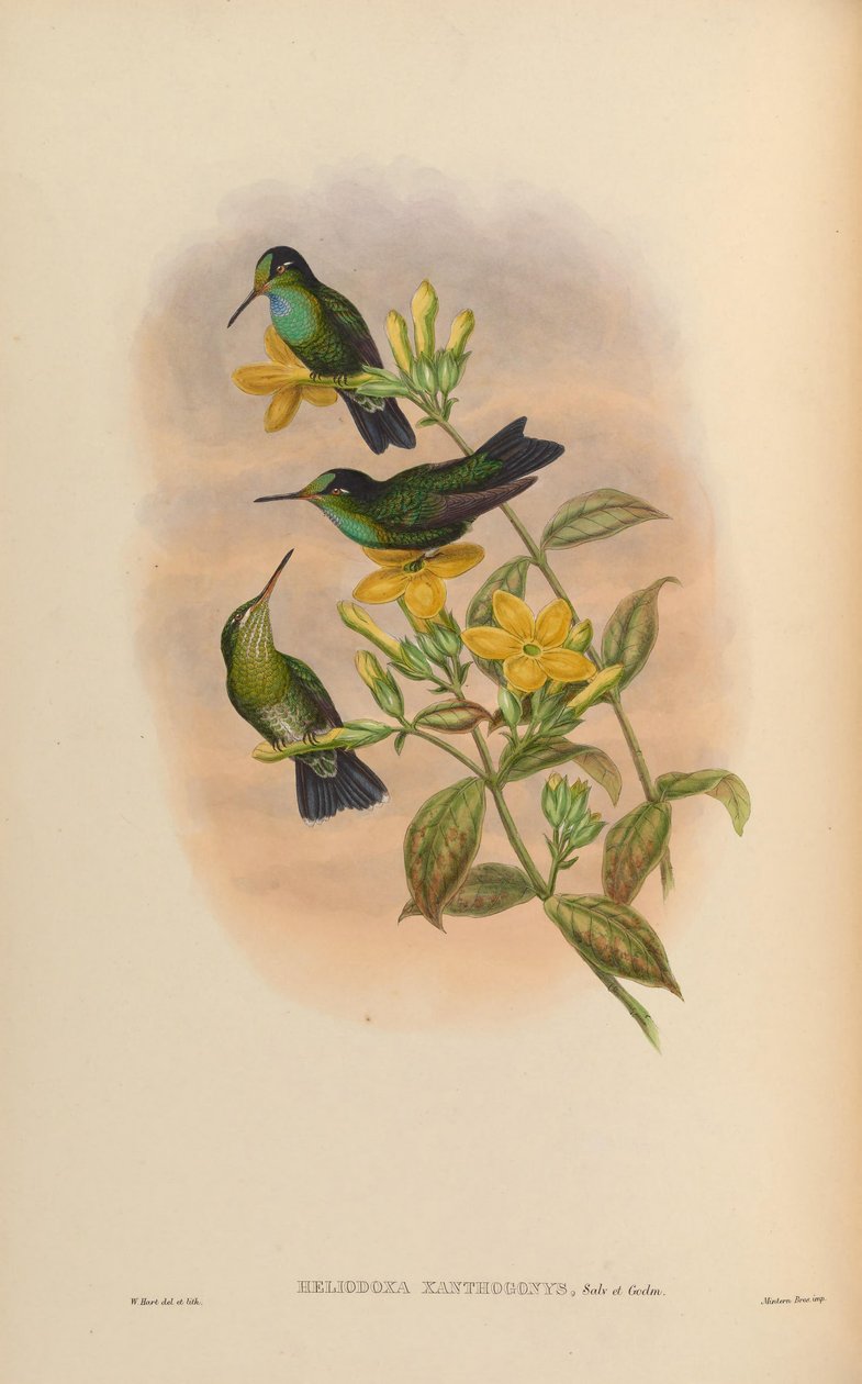 Heliodoxa ksantogonisi by John Gould