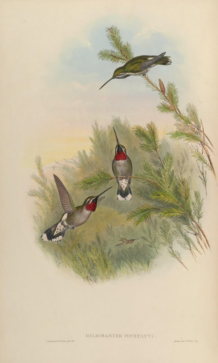 helikopter ustası by John Gould