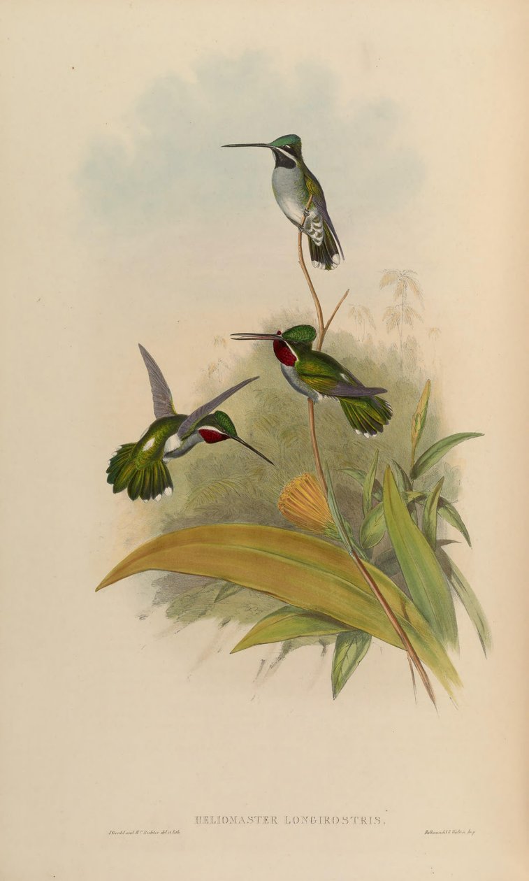 Heliomaster uzunlamasına by John Gould