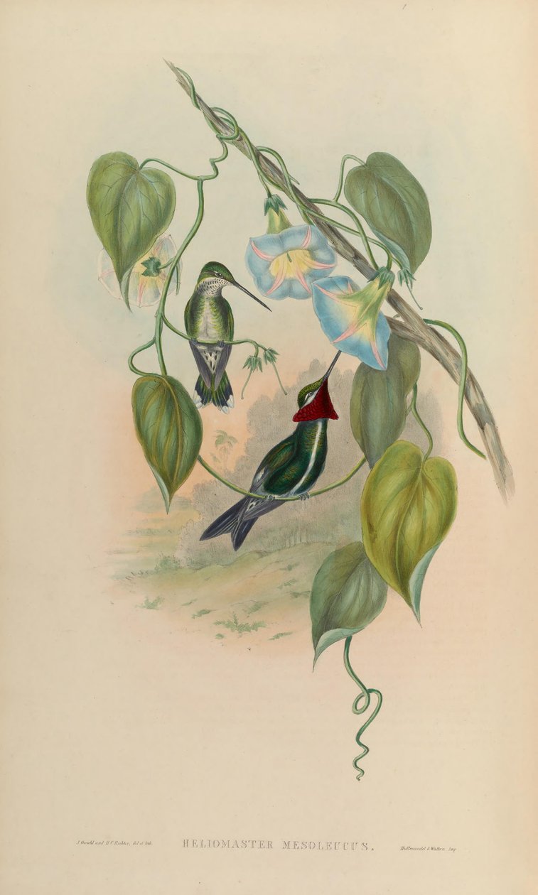 Heliomaster mesoleucus = Heliomaster squamosus by John Gould