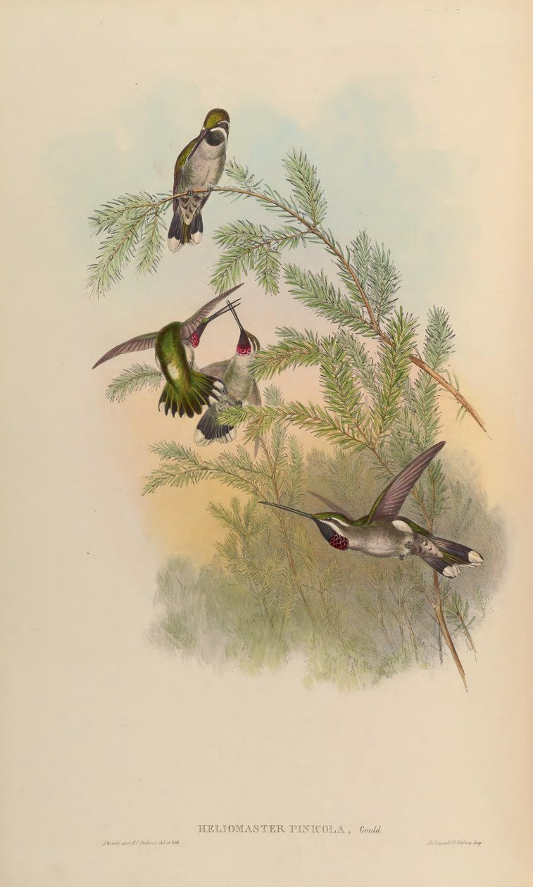 Heliomaster pinicola = Heliomaster sabiti by John Gould