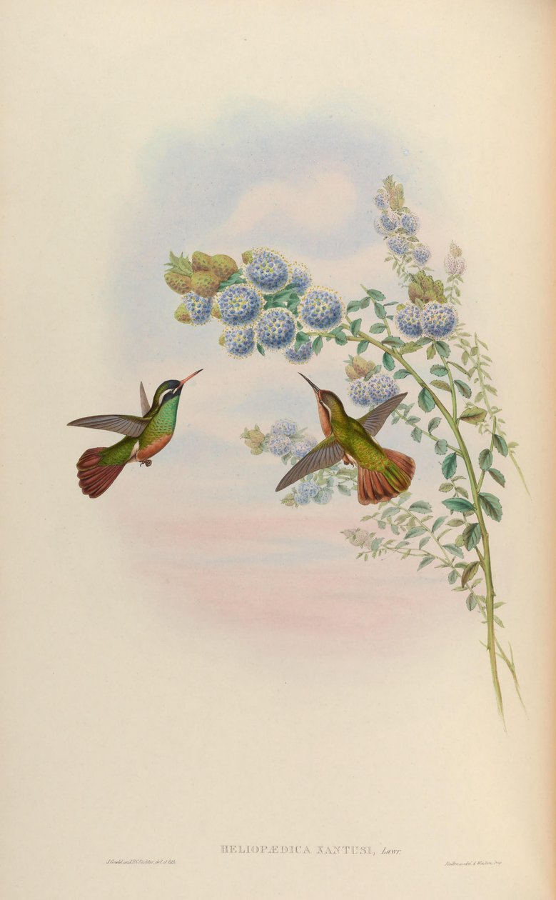 Heliopedike xanthusi = Basilina xantusii by John Gould