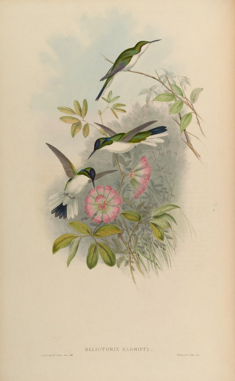 heliothryx barroti by John Gould
