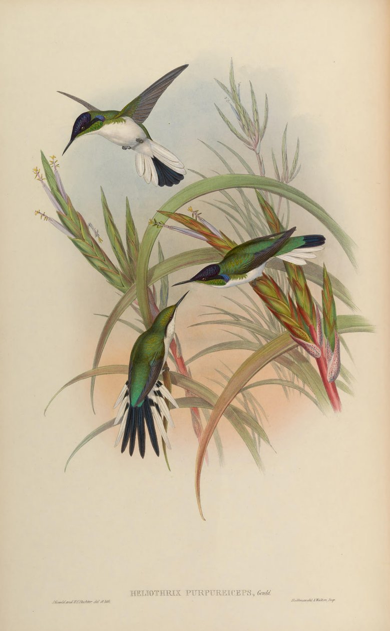 Heliothryx purpureiceps = Heliothryx barroti purpureiceps by John Gould