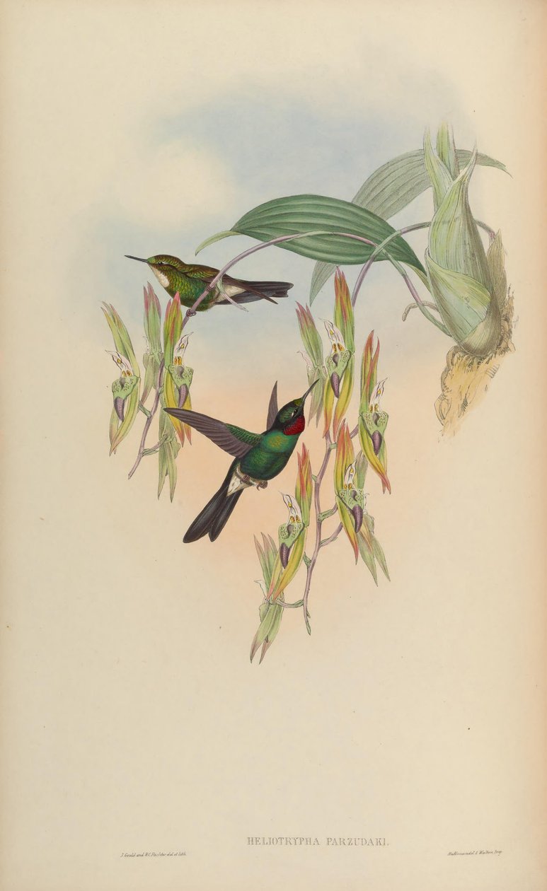 Heliotrypha parzudaki = Heliangelus by John Gould
