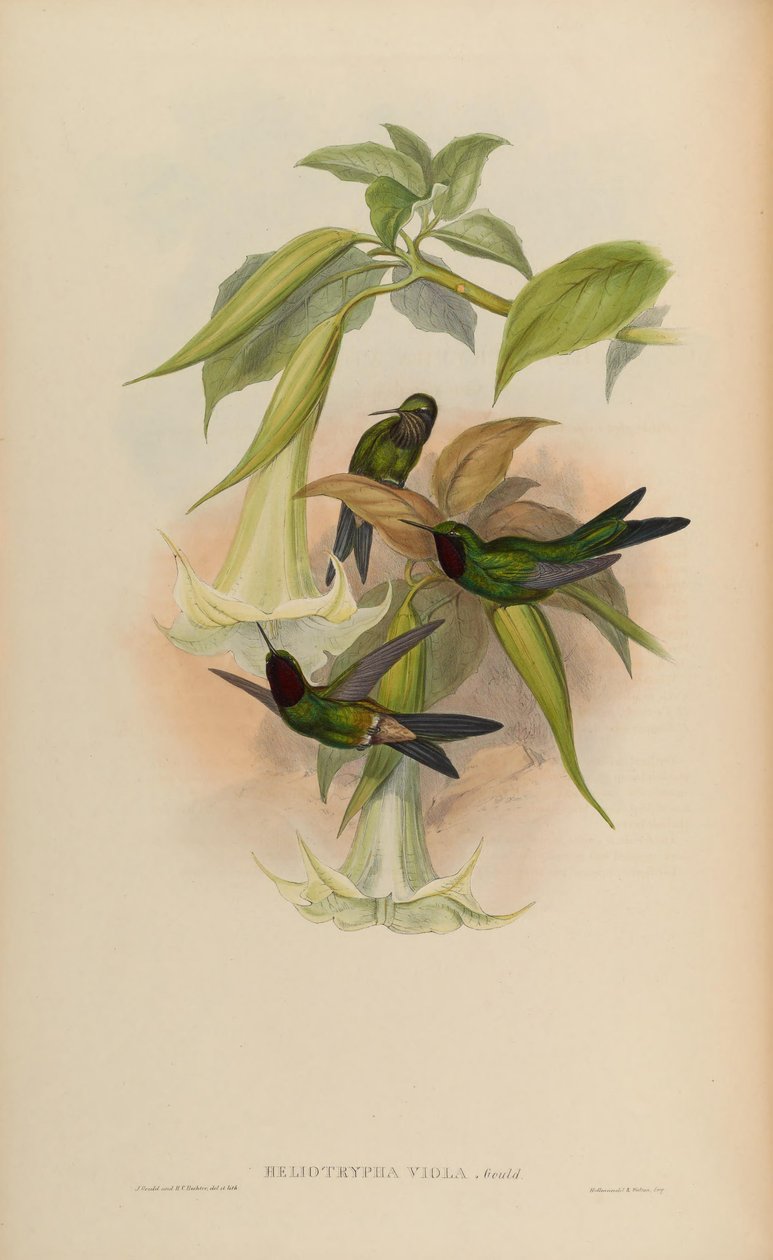 Heliotrypha viyola = Heliangelus viyola by John Gould