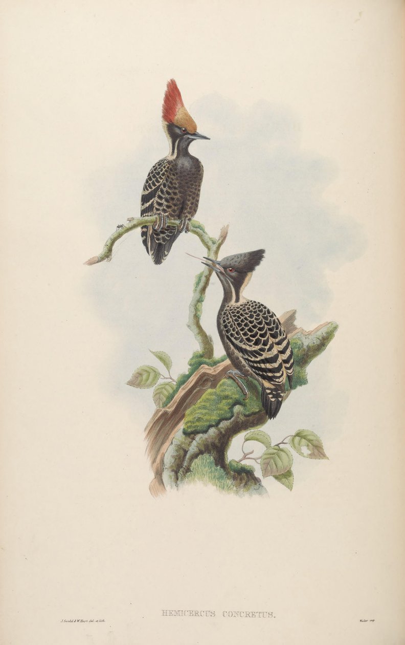 Hemicercus beton = Hemicercus beton[2] by John Gould