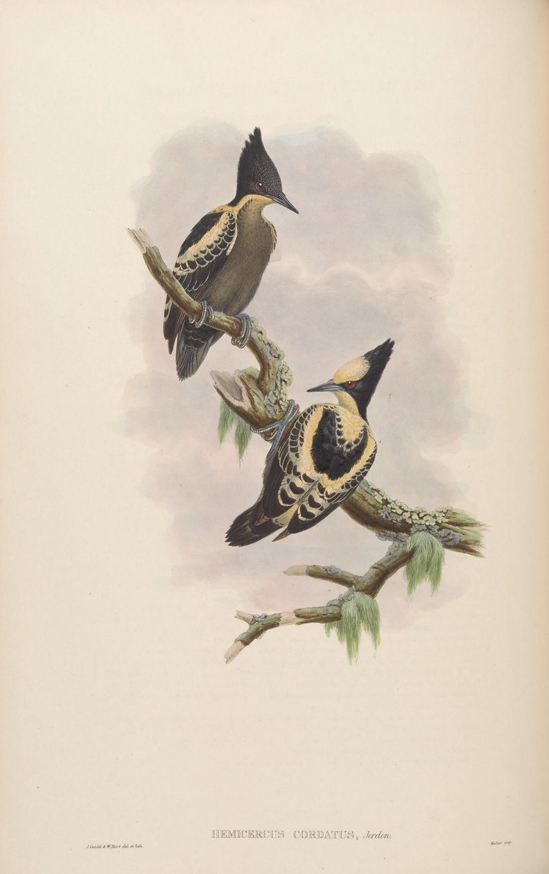 Hemicercus cordatus = Hemicercus şarkı söyleme[2] by John Gould