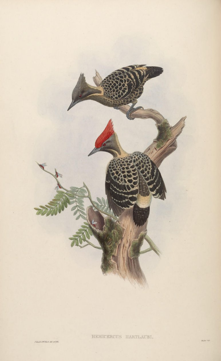 Hemicercus hartlaubi = Hemicircus kirli beton[2] by John Gould