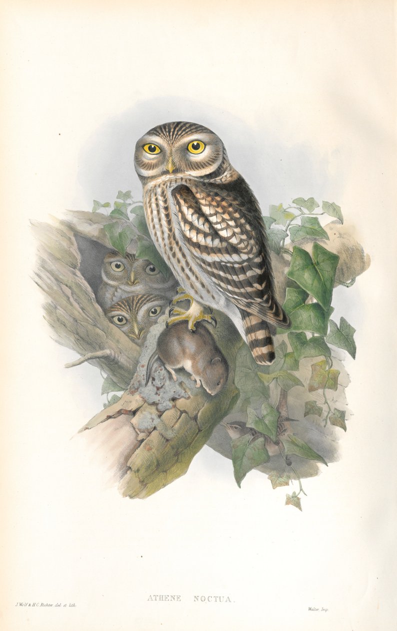 Athene Noctua (Küçük Baykuş) çizimi by John Gould