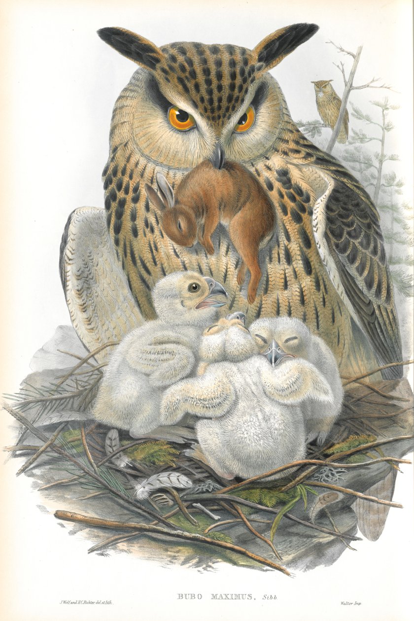Bubo Maximus (Kartal Baykuş) çizimi by John Gould