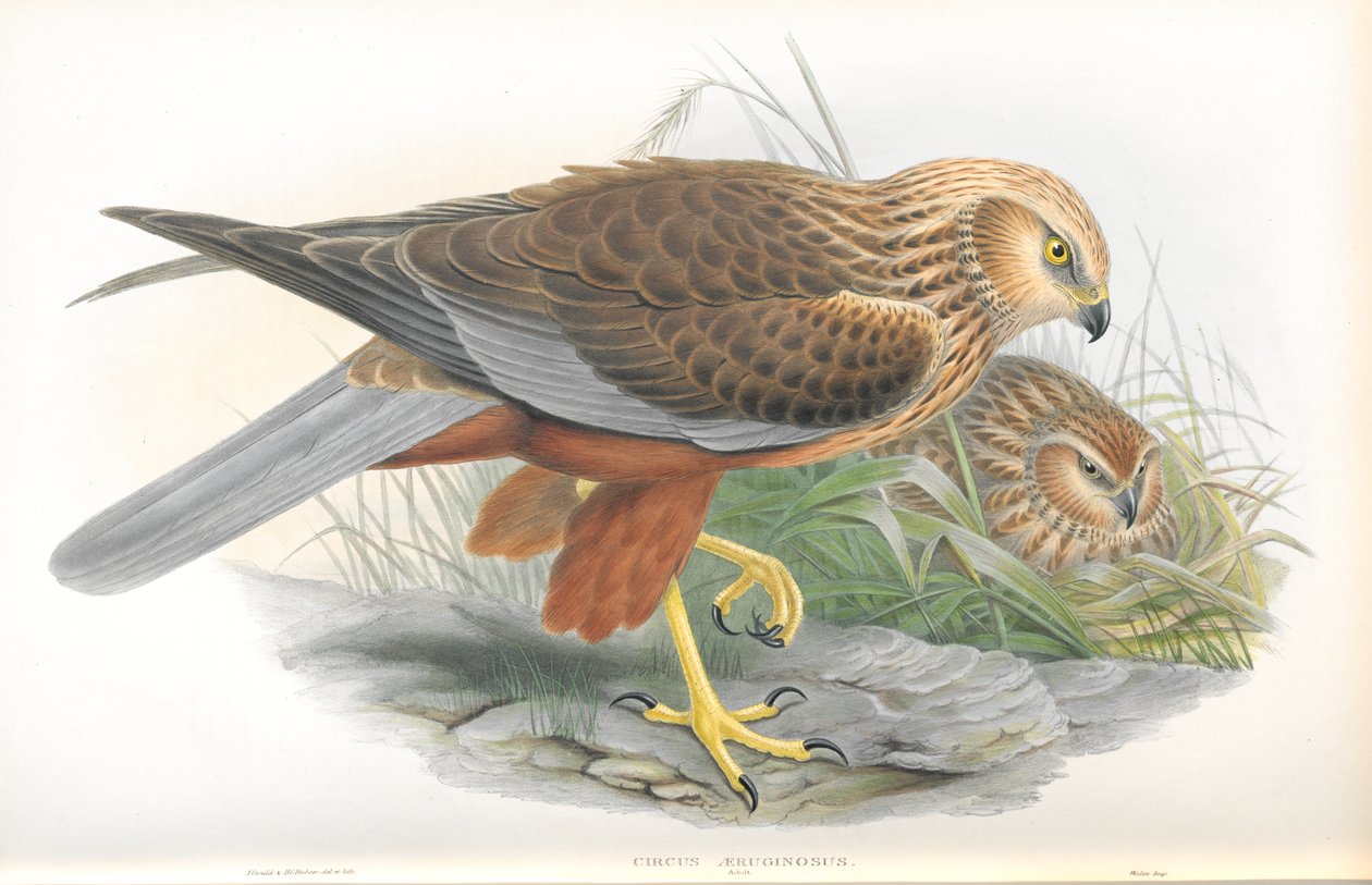 Circus Aeruginosus (Marsh-Harrier) çizimi by John Gould